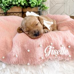Giselle - Red  female Goldendoodle puppy in Lindon, Utah from Ruby’s Minidoodles LLC