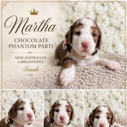 Martha - Tri-color female Australian Labradoodle puppy in Taylor, Michigan from Mi Best Doodle Ever, LLC