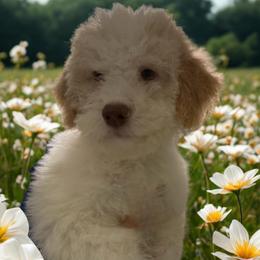 Black boy - Orange male Lagotto Romagnolo puppy in Chicago, Illinois from Midwest Lagotto Romagnolo