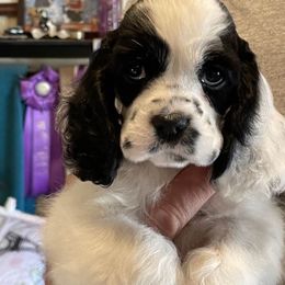 Cocker Spaniel puppies from Lakota Cockers