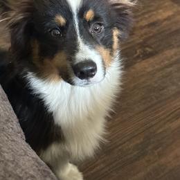 Asher - Pembroke Welsh Corgi