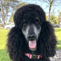 Poodles from Ever So Clever Poodles