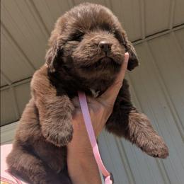 Brown Newfoundland Female 1 PINK PURPLE - Brown female Newfoundland puppy in Burfordville, Missouri from Umfleet Farms