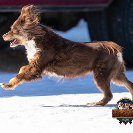 Delta - Toy Australian Shepherd