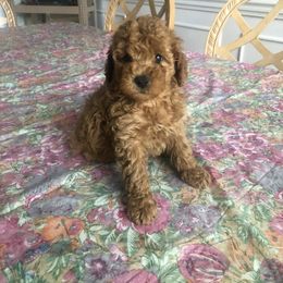 Pekingese and Poodle Puppies from Dogs lovers