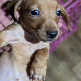 Dachshund Puppies from Valhallah Farms