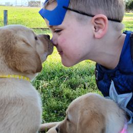 Labrador Retriever Puppies from Okie Shed Dogs LLC