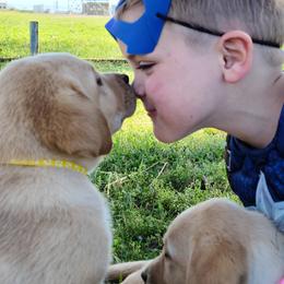 Labrador Retriever Puppies from Okie Shed Dogs LLC