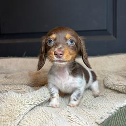 Chloe - Piebald female Dachshund puppy in Mountain Grove, Missouri from Happy Hounds