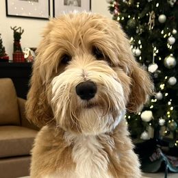Bernedoodles and Goldendoodles from Forest Haven Doodle Co.