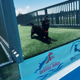 Belgian Malinois, German Shepherd, and Labrador Retriever All Grown Up from Z Canis Major