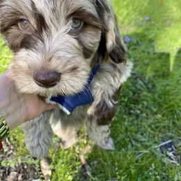 Goldendoodle Puppies from Doodles of NY