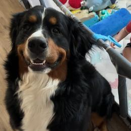Bernedoodle and Bernese Mountain Dog All Grown Up from Sage Hills Bernedoodles