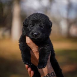 Charlie - Black male German Shepherd puppy in Knowlton Township, New Jersey from Augenblick Kennels