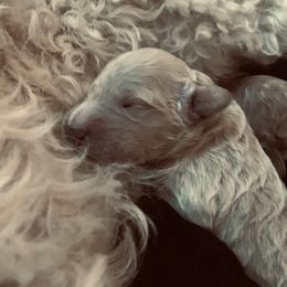 Goldendoodle Puppies from Cruella’s Doodles