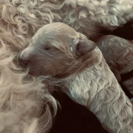 Goldendoodle Puppies from Cruella’s Doodles