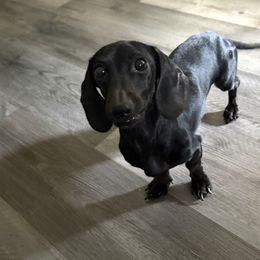Bubba - Black male Dachshund puppy in Liberty, North Carolina from Beyond the Tail