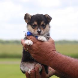 Black Tri boy - Black and tan male Pembroke Welsh Corgi puppy in Ville Platte, Louisiana from Flat town corgis
