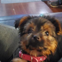 Yorkshire Terrier Puppies from Precious Paws LLC