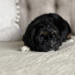 "Abigail" Cavapoo and Poodle Puppies from Autumn Shepherds & Poodles