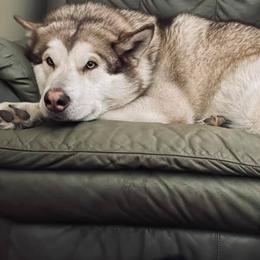 Alaskan Malamute All Grown Up from Moot Manor Malamutes