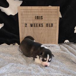 Iris - Black and white female Siberian Husky puppy in Brunswick, Ohio from Blue Star Siberians