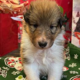 Dancer - Sable and white male Collie puppy in Carencro, Louisiana from Cajun Bayou's Collies LLC