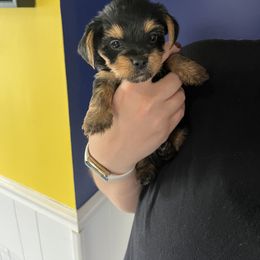 Rottweiler and Yorkshire Terrier Puppies from Superior Family Kennels