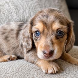 Angel - Chocolate and cream female Dachshund puppy in Salem, Oregon from Longdox Mini Dachshunds