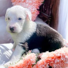 Old English Sheepdog Puppies from Desert Sheepies