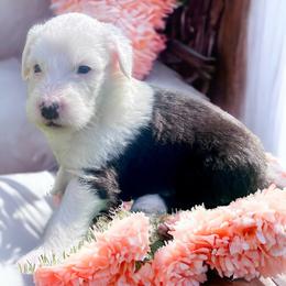 Old English Sheepdog Puppies from Desert Sheepies