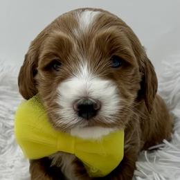 Yellow Male - Apricot male Goldendoodle puppy in Great Falls, Montana from Montana Goldendoodles