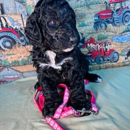 Merlot - Black female Goldendoodle puppy in Water Valley, Mississippi from Olympian Doodles