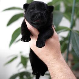 Knox - Black male German Shepherd puppy in Coarsegold, California from Yosemite Shepherds
