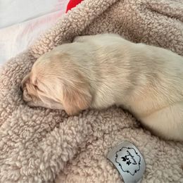 Orange Boy 4 - Labrador Retriever puppy from Hatch Labradors