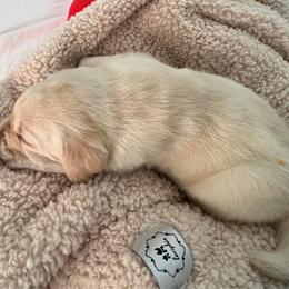 Orange Boy 4 - Labrador Retriever puppy from Hatch Labradors