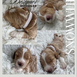 Aussiedoodle, Goldendoodle, and Poodle Puppies from Designer Doodles