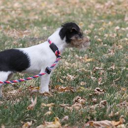 Parson Russell Terrier, Poodle, and Whoodle All Grown Up from Blue Skies Terriers
