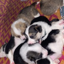 American Corgis and Pembroke Welsh Corgis from Salazar’s Corgis