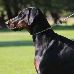 Diamond - Black and rust female Doberman Pinscher puppy in Winchester, Ohio from 32 Farms