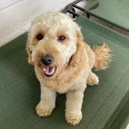 Ivy - Goldendoodle