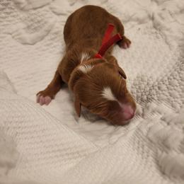 K-Red Boy - Red  male Goldendoodle puppy in Lewisville, Texas from Texas Goldendoodle Lovers