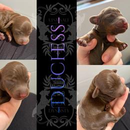 Dachshund Puppies from 208 Dox Dynasty