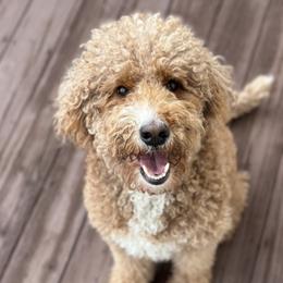 Bella - Goldendoodle
