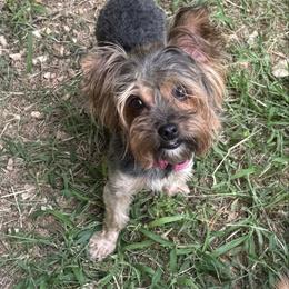 Raven - Yorkshire Terrier