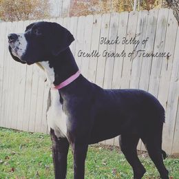 Betty - Great Dane