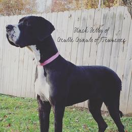Betty - Great Dane
