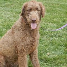 Sally - Labradoodle