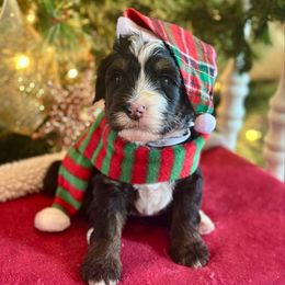 Boy 5 - Tri-color male Bernedoodle puppy in Royse City, Texas from Platinum Bernedoodles of Texas