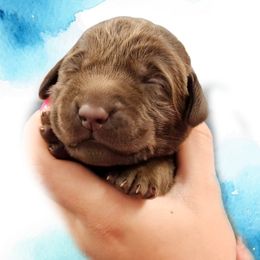 Wren - Chocolate female Dilute Retriever puppy in Sidney, Nebraska from Nebraska Strong Labradors
